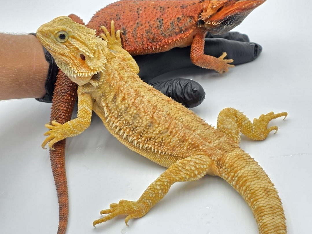 Pogona vitticeps, femelle adulte nÃ©e en 2024, "Hypo super trans citrus blue bar", Nom/rÃ©fÃ©rence : INACOLA