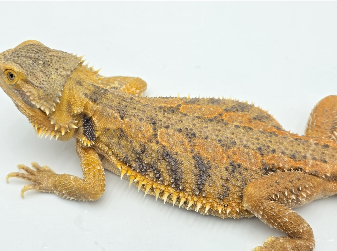 Pogona vitticeps, femelle sub-adulte nÃ©e en 2025, "Hypo orange/citrus blue bar", Nom/rÃ©fÃ©rence : ORPHA
