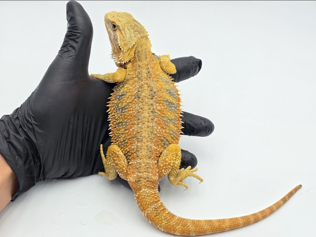 Pogona vitticeps, femelle sub-adulte nÃ©e en 2025, "Hypo orange/citrus blue bar", Nom/rÃ©fÃ©rence : ARRIVA