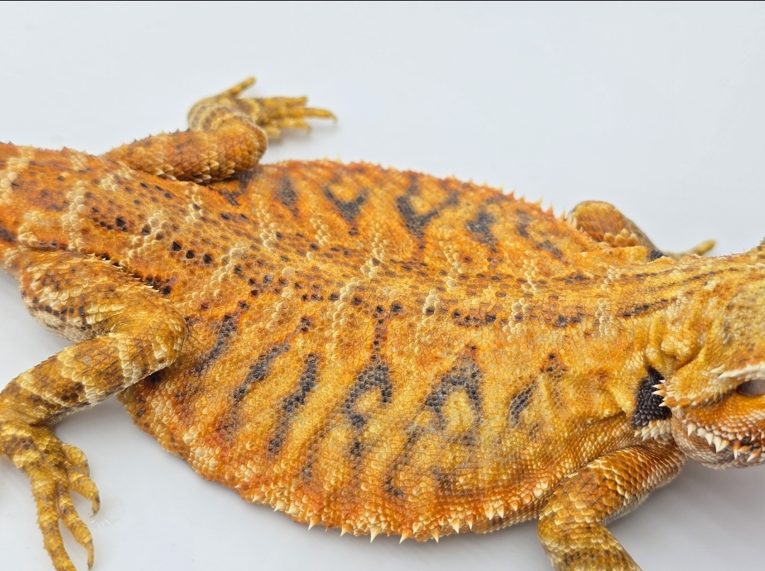Pogona vitticeps, femelle sub-adulte nÃ©e en 2025, "Leatherback hypo orange blue bar", Nom/rÃ©fÃ©rence : LEATHA
