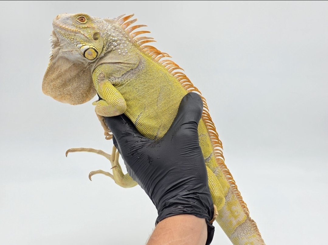 Pogona vitticeps, jeune mÃ¢le nÃ© en 2024, "Hypo albinos T+", Nom/rÃ©fÃ©rence : DRAGON