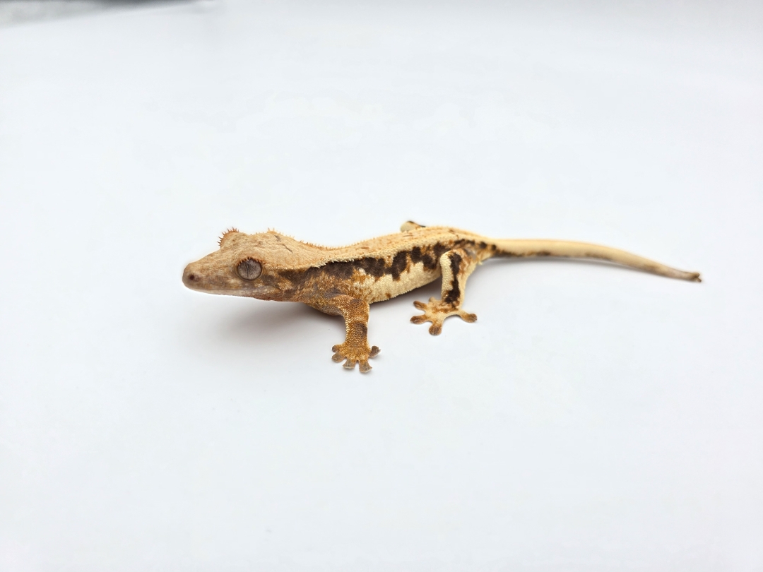 Correlophus ciliatus, prÃ©sumÃ© femelle nÃ©e en 2025, "Lilly white tricolor blush", Nom/rÃ©fÃ©rence : KRALOD