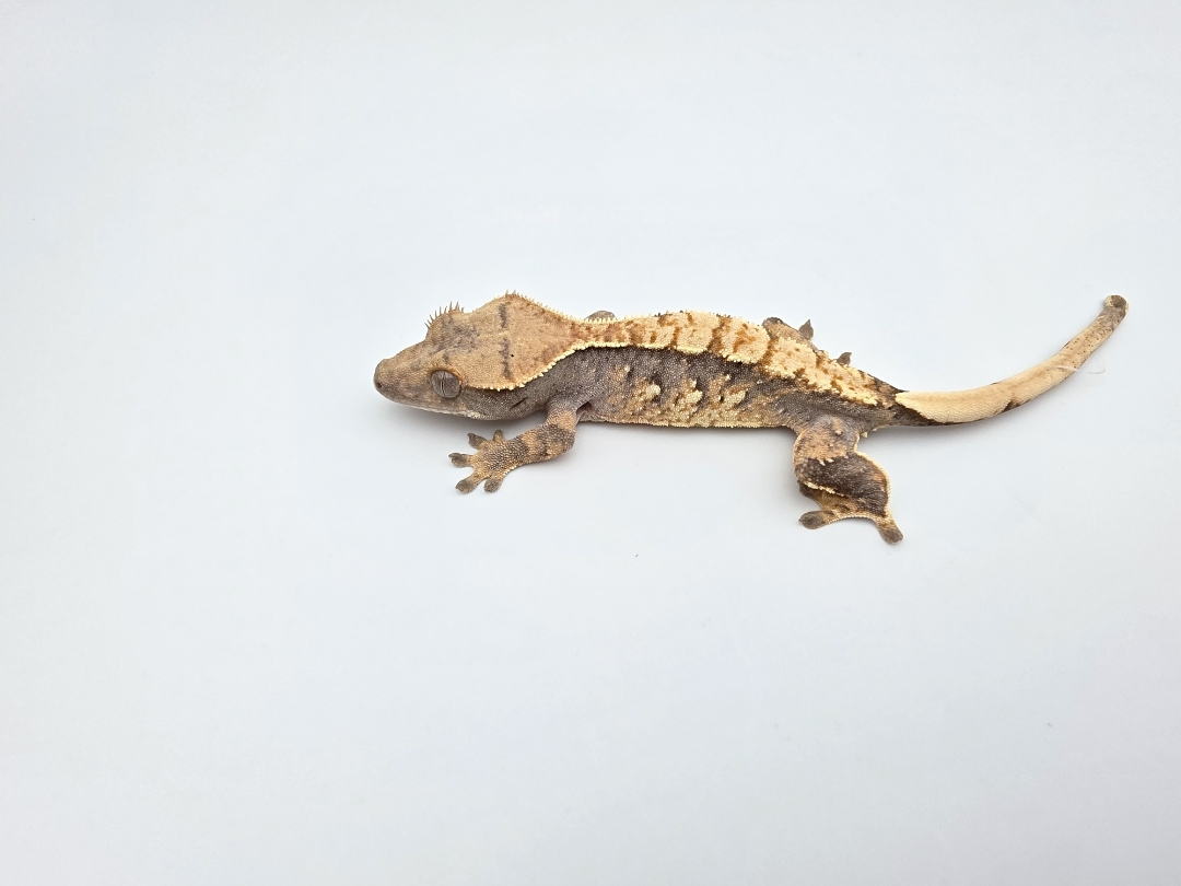 Correlophus ciliatus, prÃ©sumÃ© femelle nÃ©e en 2025, "Harlequin porthole", Nom/rÃ©fÃ©rence : MADI