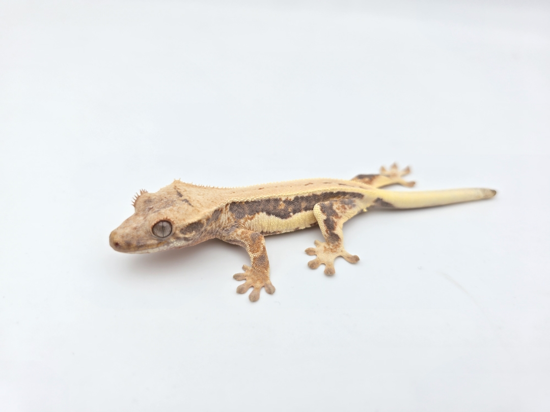 Correlophus ciliatus, prÃ©sumÃ© femelle nÃ©e en 2025, "Lilly white tricolor drippy", Nom/rÃ©fÃ©rence : ORCTI