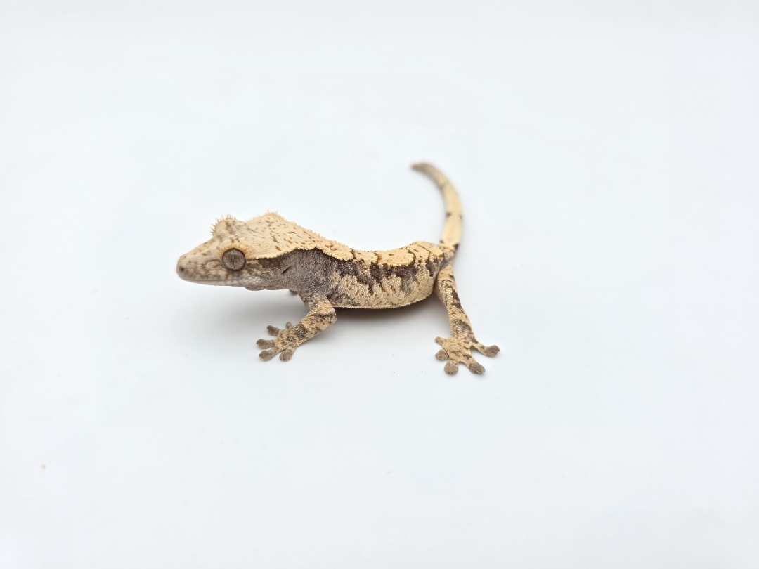 Correlophus ciliatus, prÃ©sumÃ© femelle nÃ©e en 2025, "Harlequin brindle", Nom/rÃ©fÃ©rence : POLT