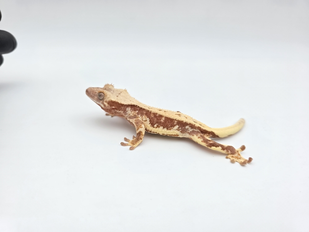 Correlophus ciliatus, prÃ©sumÃ© mÃ¢le nÃ© en 2025, "Lilly white red tricolor blush", Nom/rÃ©fÃ©rence : FERNO