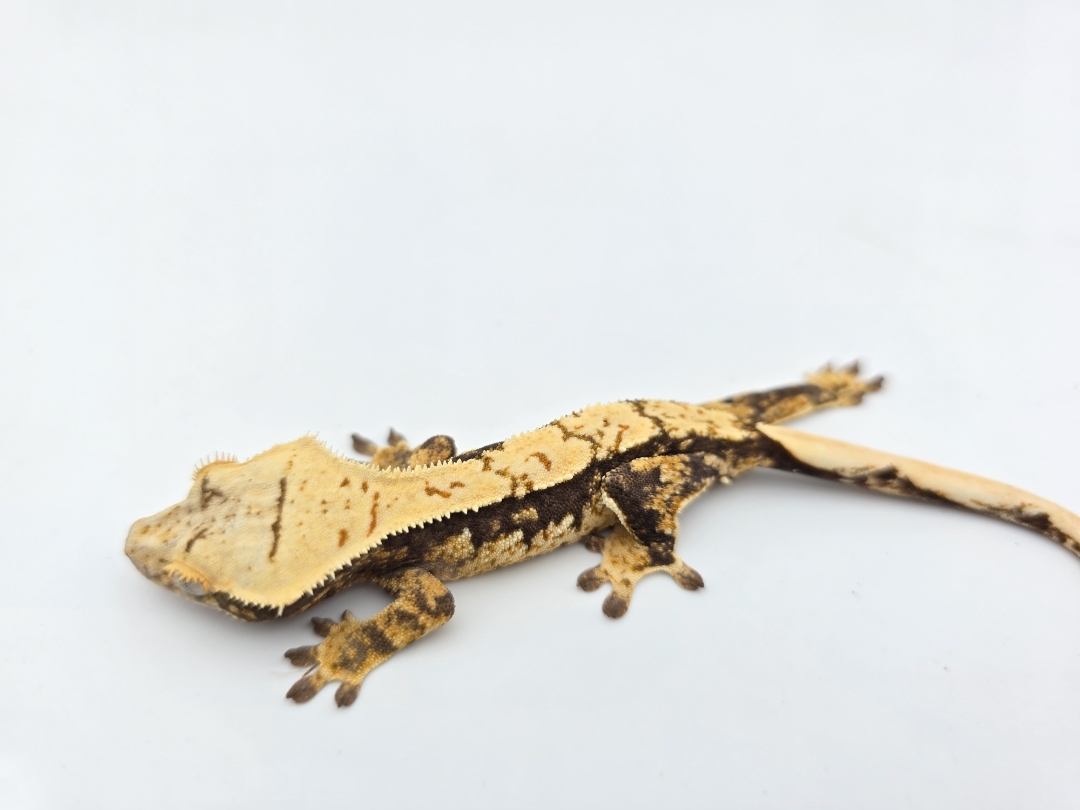 Correlophus ciliatus, femelle nÃ©e en 2025, "Harlequin tricolor porthole", Nom/rÃ©fÃ©rence : HOLDI