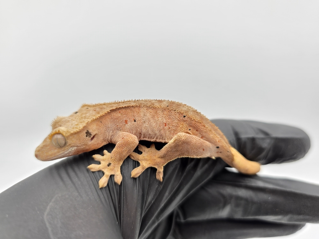 Correlophus ciliatus, prÃ©sumÃ© mÃ¢le nÃ© en 2025, "Dalmatien red spot !!! patternless", Nom/rÃ©fÃ©rence : LUWI