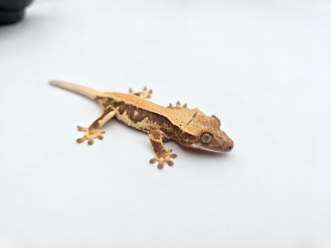 Correlophus ciliatus, prÃ©sumÃ© femelle nÃ©e en 2025, "Lilly white red tricolor blush", Nom/rÃ©fÃ©rence : ROD