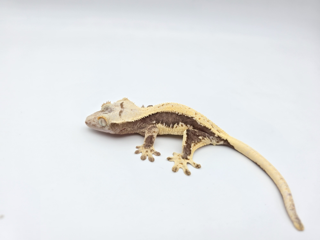 Correlophus ciliatus, prÃ©sumÃ© femelle nÃ©e en 2025, "Lilly white tricolor drippy blush", Nom/rÃ©fÃ©rence : AVIDA