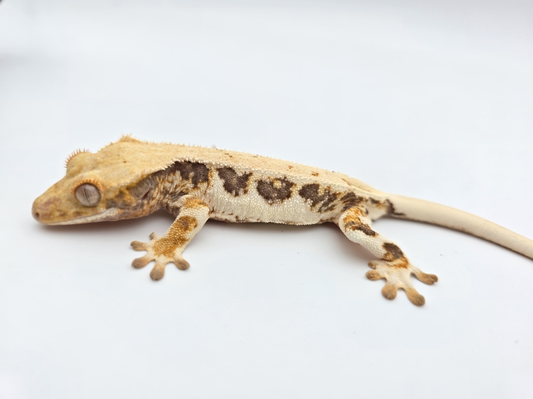 Correlophus ciliatus, mÃ¢le nÃ© en 2025, "Lilly white tricolor pinstripe blush", Nom/rÃ©fÃ©rence : COROTO