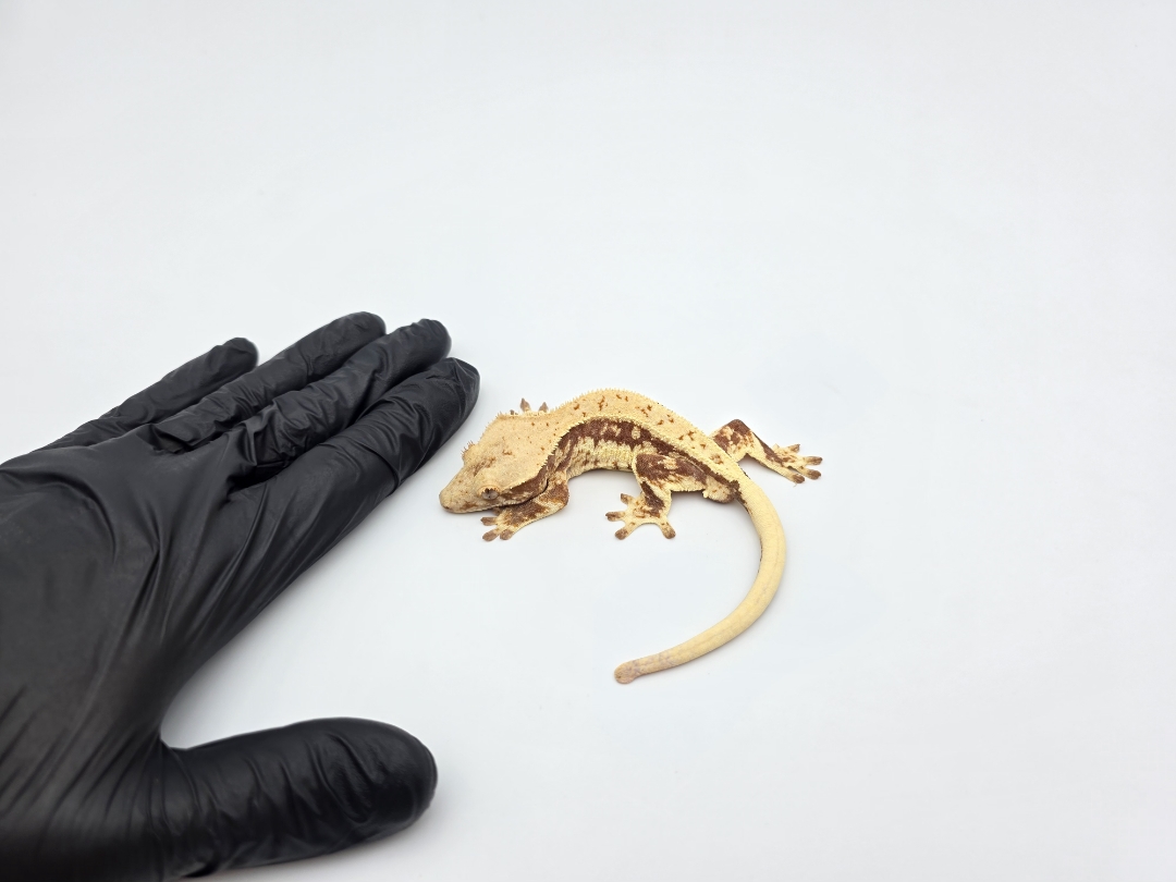 Correlophus ciliatus, mÃ¢le nÃ© en 2025, "Lilly white red tricolor blush", Nom/rÃ©fÃ©rence : MAGNITO