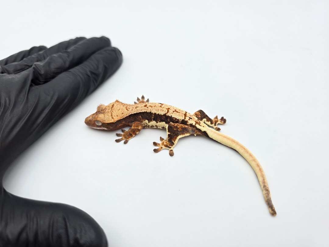 Correlophus ciliatus, prÃ©sumÃ© femelle nÃ©e en 2025, "Lilly white harlequin red tricolor blush", Nom/rÃ©fÃ©rence : WIAF