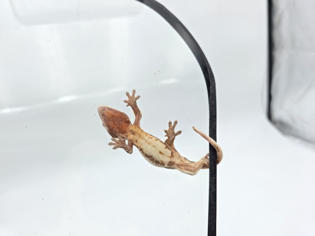 Correlophus ciliatus, prÃ©sumÃ© mÃ¢le nÃ© en 2025, "Lilly white tricolor blush", Nom/rÃ©fÃ©rence : PONI