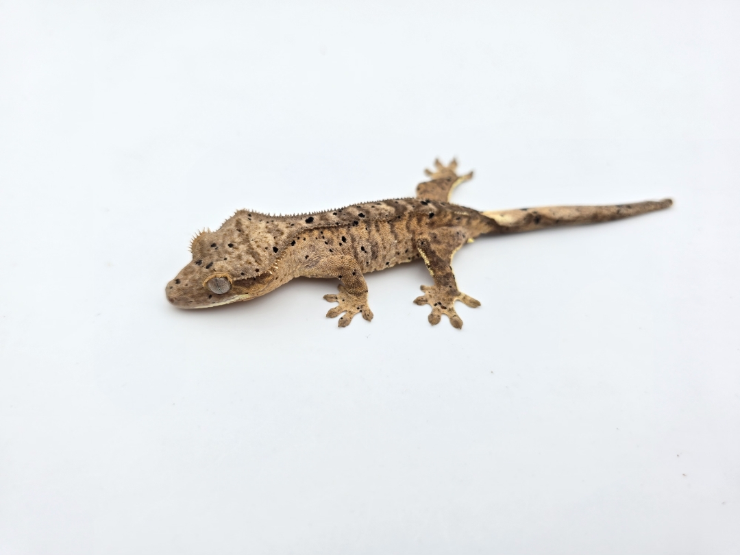 Correlophus ciliatus, prÃ©sumÃ© femelle nÃ©e en 2025, "Super dalmatien tiger yellow", Nom/rÃ©fÃ©rence : KROSSI