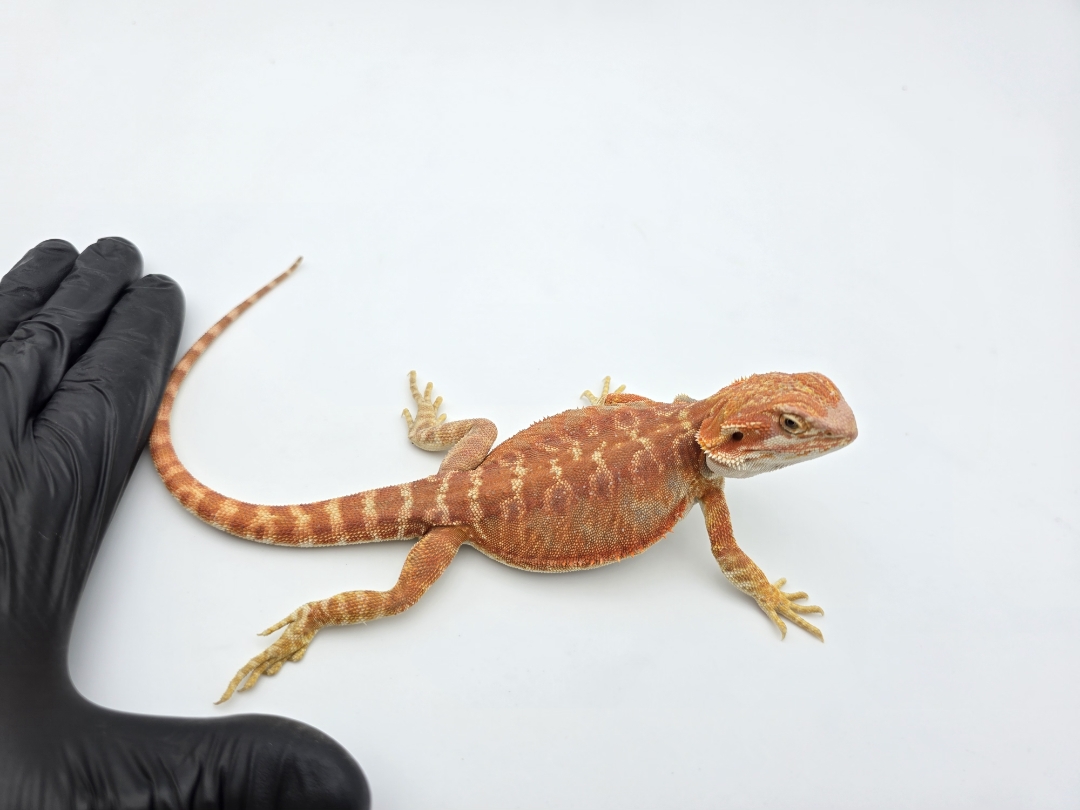 Pogona vitticeps, mÃ¢le nÃ© en 2025, "Leatherback hypo coral cawley extrÃªme red blue bar 66% het.trans", Nom/rÃ©fÃ©rence : PERFECTO