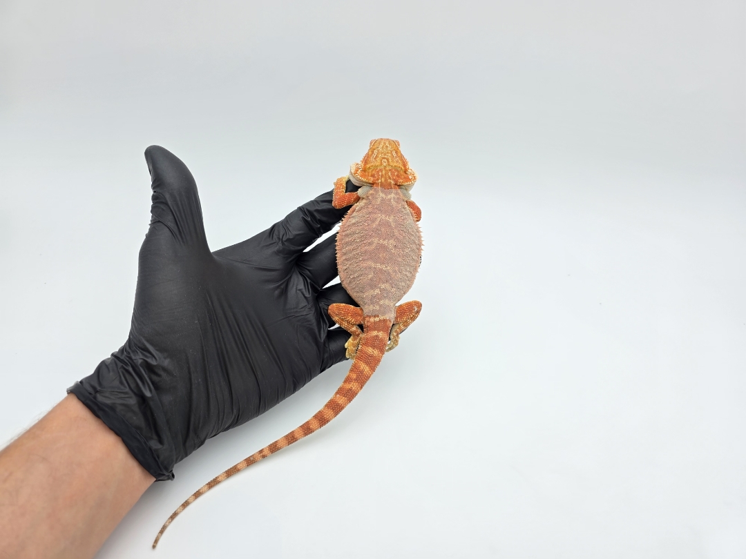 Pogona vitticeps, mÃ¢le nÃ© en 2025, "Leatherback hypo coral cawley extrÃªme red blue bar 66% het.trans", Nom/rÃ©fÃ©rence : KIDO