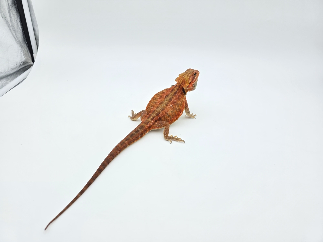 Pogona vitticeps, mÃ¢le nÃ© en 2025, "Leatherback super trans coral cawley extrÃªme red blue bar 66% het.hypo", Nom/rÃ©fÃ©rence : IKANO