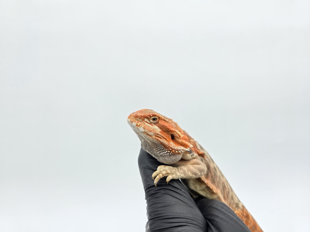Leatherback coral cawley extrÃªme red blue bar 66% het.hypo, trans
