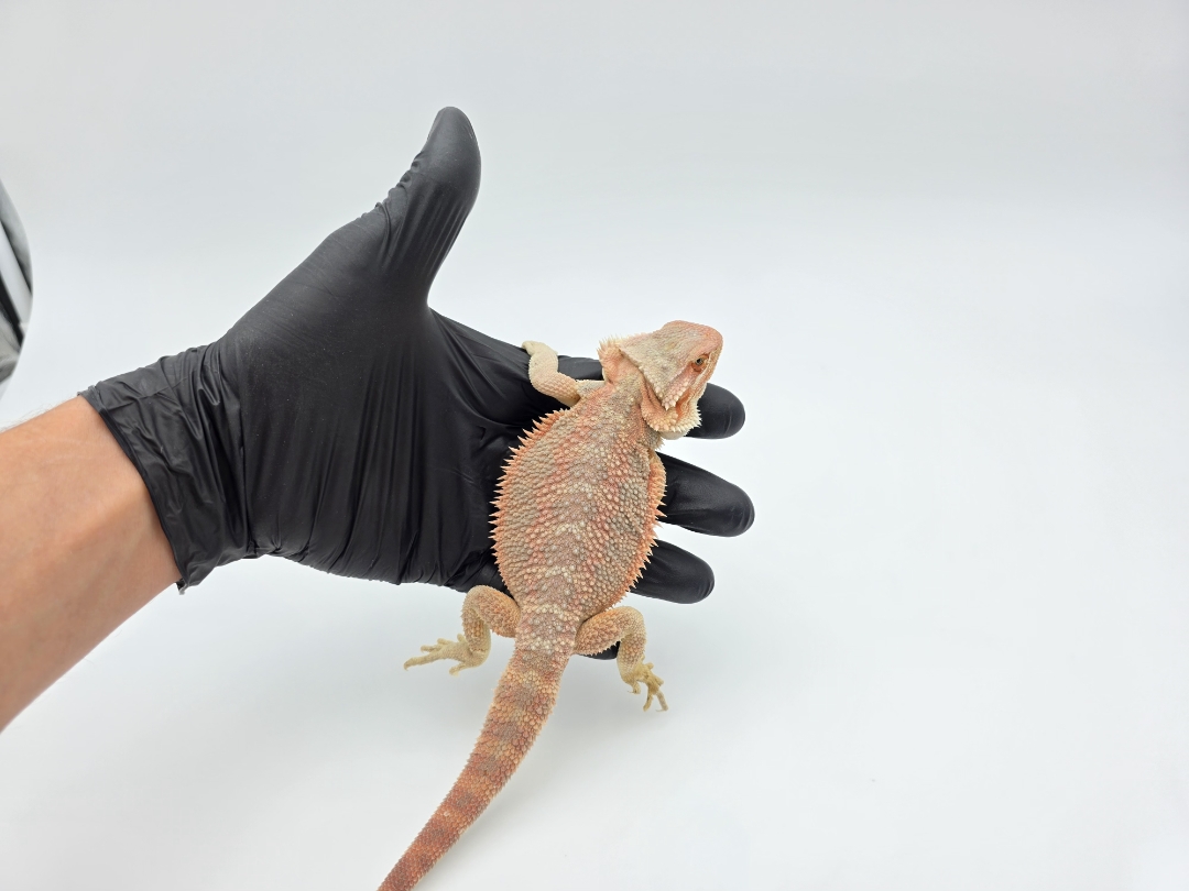 Pogona vitticeps, mÃ¢le nÃ© en 2025, "Hypo coral cawley red blue bar 66% het.trans", Nom/rÃ©fÃ©rence : IMINO