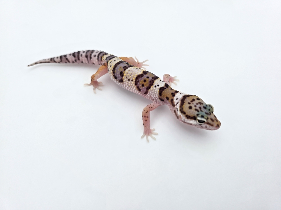 Eublepharis macularius, TSD mÃ¢le nÃ© en 2025, "Bandit cross hypo mack snow tangerine", Nom/rÃ©fÃ©rence : SDIDIYO