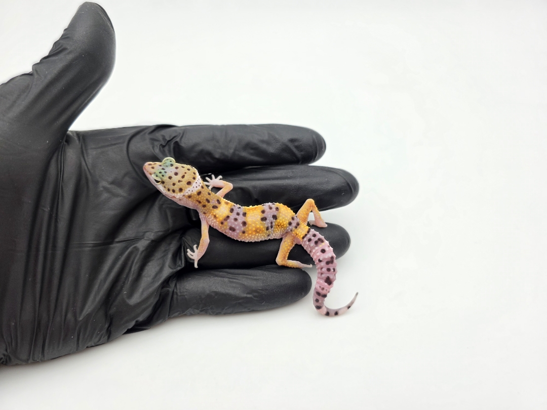 Eublepharis macularius, TSD mÃ¢le nÃ© en 2025, "Hypo tangerine", Nom/rÃ©fÃ©rence : EÃLYO