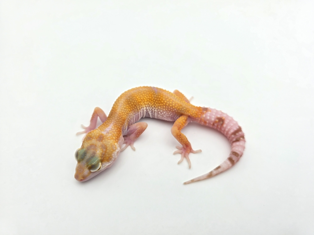 Eublepharis macularius, TSD femelle nÃ©e en 2025, "Sunglow (bell)", Nom/rÃ©fÃ©rence : FIOLIA