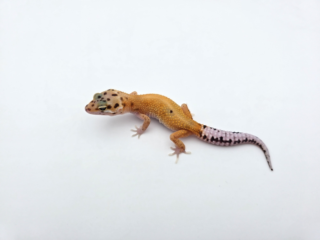 Eublepharis macularius, TSD femelle nÃ©e en 2025, "Bandit cross bold stripe electric emerine jungle", Nom/rÃ©fÃ©rence : ANOMIA