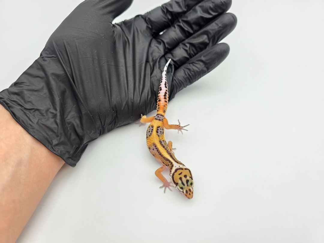 Eublepharis macularius, TSD femelle nÃ©e en 2025, "Bandit bold stripe electric emerine jungle lavender", Nom/rÃ©fÃ©rence : JANWIA