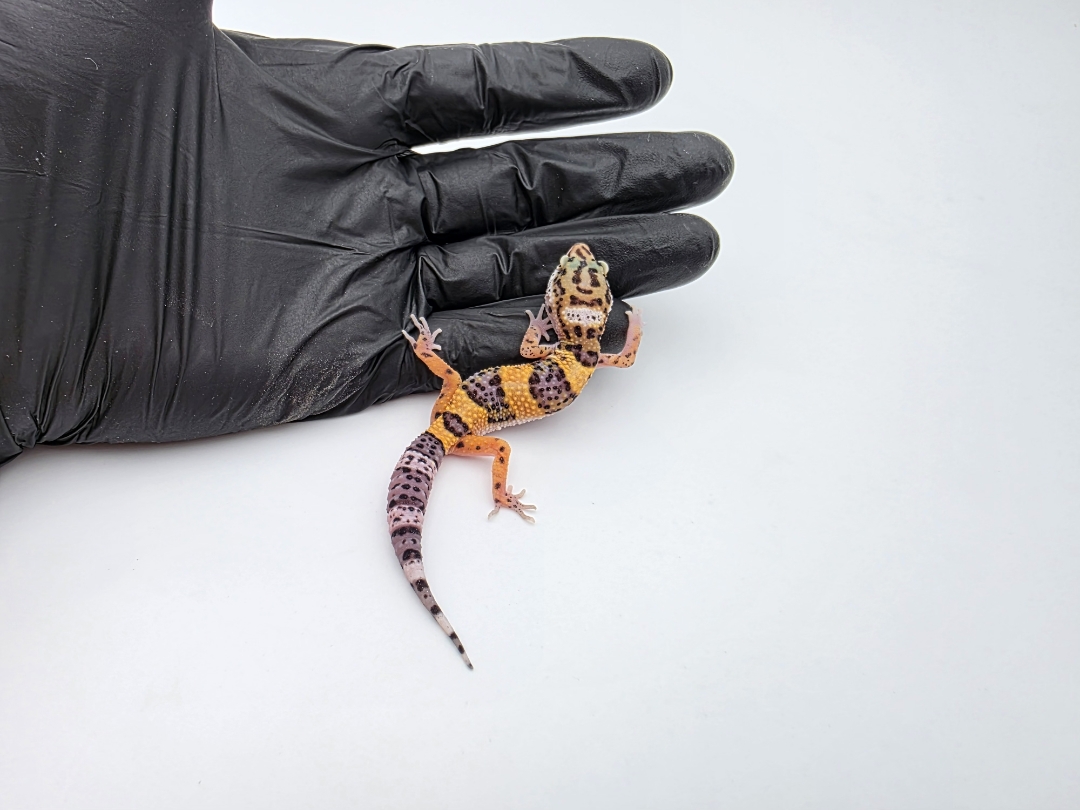 Eublepharis macularius, TSD femelle nÃ©e en 2025, "Bandit cross hypo electric tangerine", Nom/rÃ©fÃ©rence : HYNIA