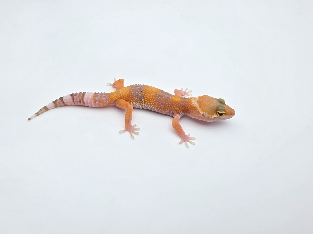 Eublepharis macularius, TSD femelle nÃ©e en 2025, "Electric sunglow (bell)", Nom/rÃ©fÃ©rence : JIWYA