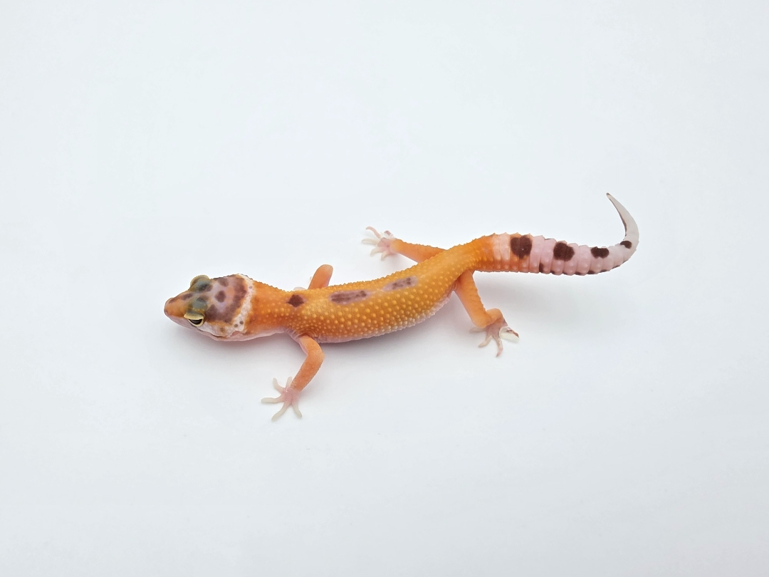 Eublepharis macularius, TSD femelle nÃ©e en 2025, "Bandit reverse stripe electric tangerine", Nom/rÃ©fÃ©rence : SARDIA