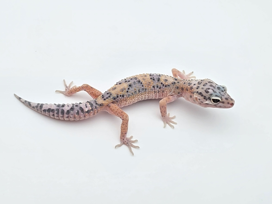 Eublepharis macularius, TSD femelle nÃ©e en 2025, "Bandit cross mack snow electric tangerine jungle", Nom/rÃ©fÃ©rence : CWALIA