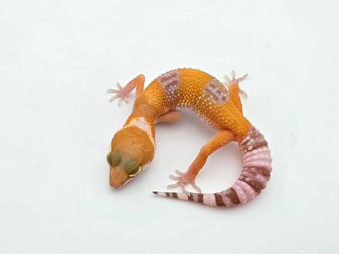 Eublepharis macularius, mÃ¢le nÃ© en 2025, "Mandarin sunglow (bell)", Nom/rÃ©fÃ©rence : OROLIODO