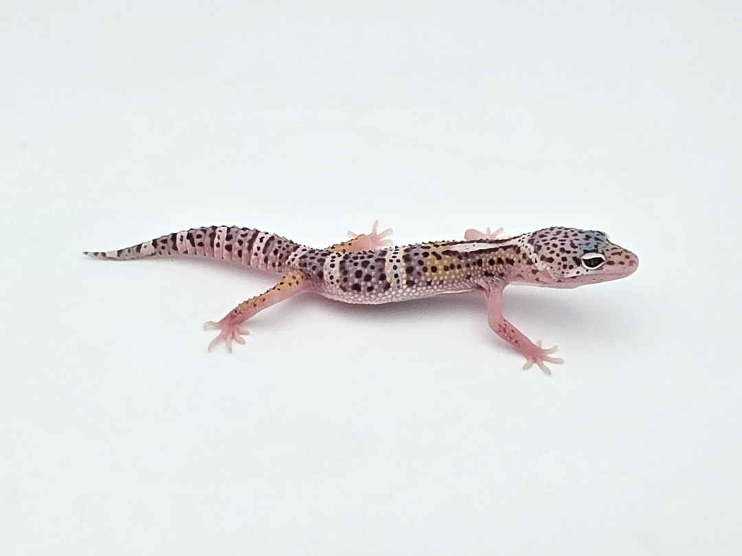 Eublepharis macularius, TSD mÃ¢le nÃ© en 2025, "Bandit cross hypo mack snow tangerine jungle", Nom/rÃ©fÃ©rence : SORWYO