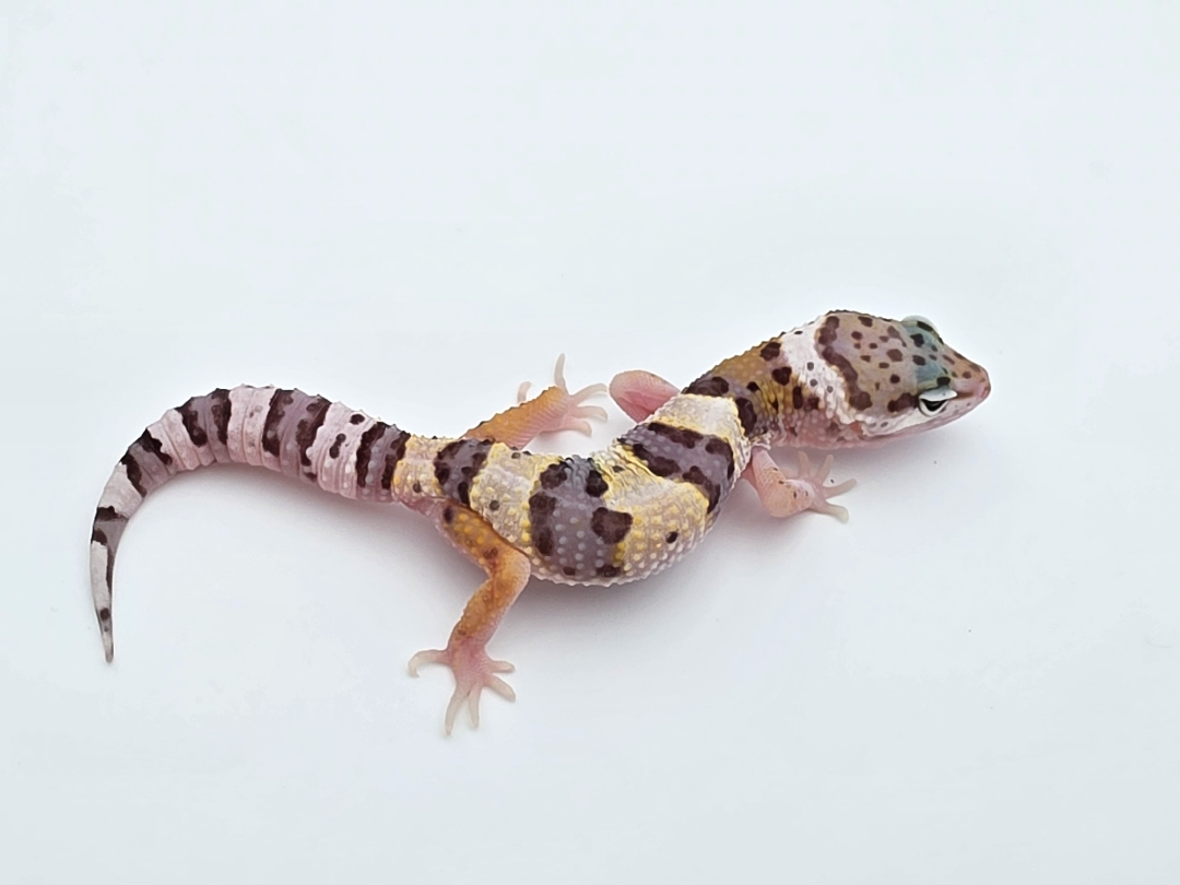 Eublepharis macularius, TSD mÃ¢le nÃ© en 2025, "Bandit cross hypo mack snow tangerine", Nom/rÃ©fÃ©rence : SONIO