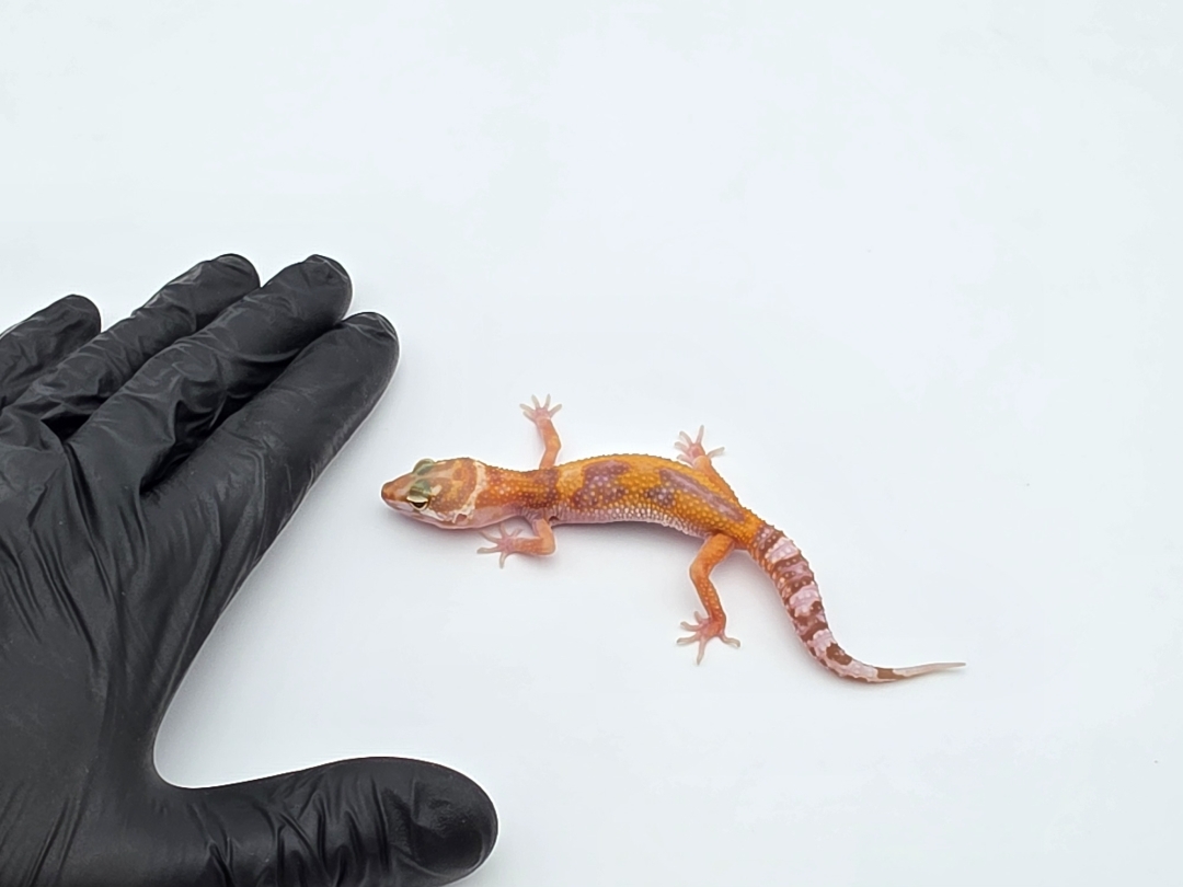 Eublepharis macularius, TSD femelle nÃ©e en 2025, "Sunglow jungle (bell)", Nom/rÃ©fÃ©rence : RODIA