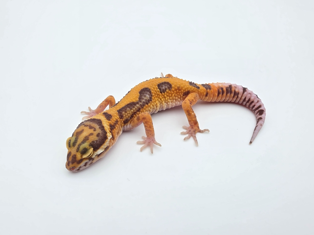 Eublepharis macularius, TSD femelle nÃ©e en 2025, "Bandit bold stripe electric jungle albinos (bell)", Nom/rÃ©fÃ©rence : ISDY