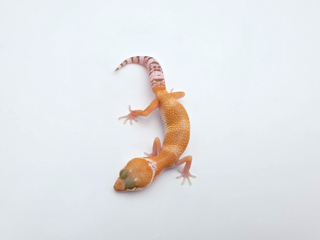 Eublepharis macularius, TSD femelle nÃ©e en 2025, "Mandarin sunglow (bell)", Nom/rÃ©fÃ©rence : ONIMIA