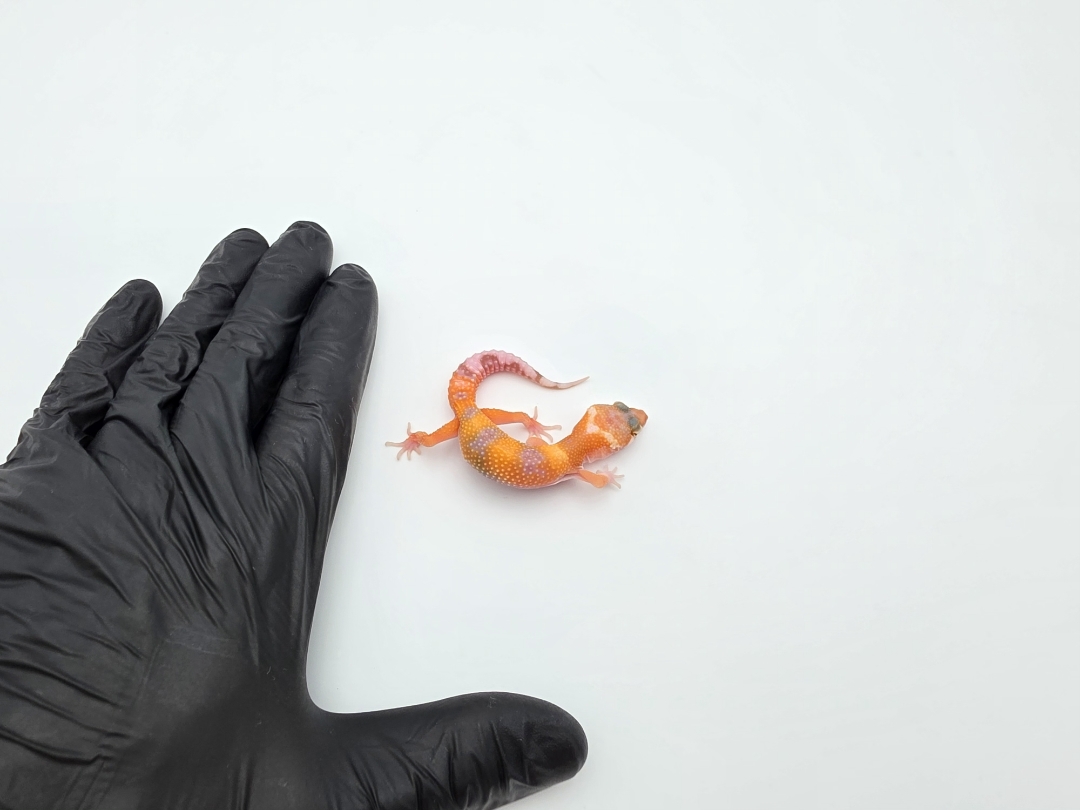 Eublepharis macularius, TSD mÃ¢le nÃ© en 2025, "Mandarin sunglow (bell) lavender", Nom/rÃ©fÃ©rence : ONIO