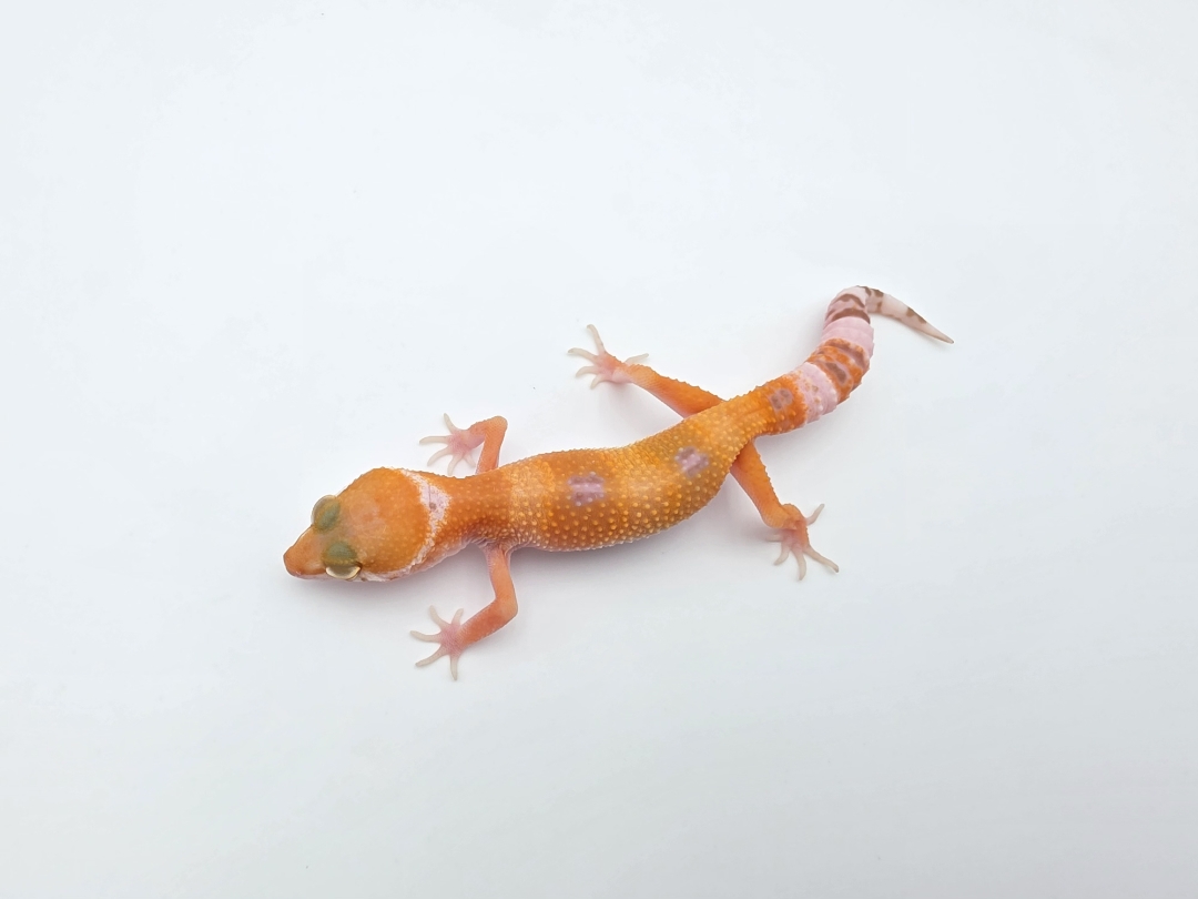 Eublepharis macularius, TSD femelle nÃ©e en 2025, "Mandarin sunglow (bell) lavender", Nom/rÃ©fÃ©rence : SULLYLIA