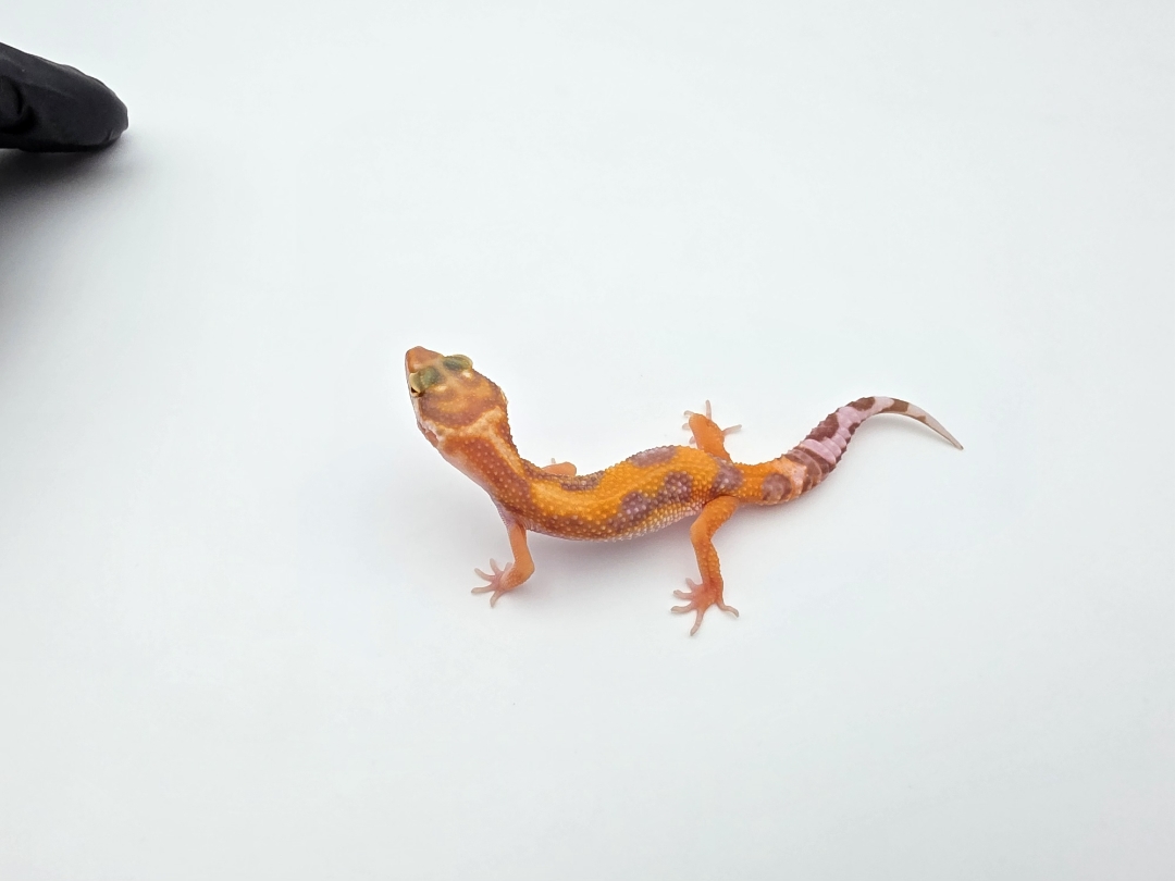 Eublepharis macularius, TSD femelle nÃ©e en 2025, "Bandit bold stripe mandarin lavender albinos (bell) jungle", Nom/rÃ©fÃ©rence : SPATIWYA