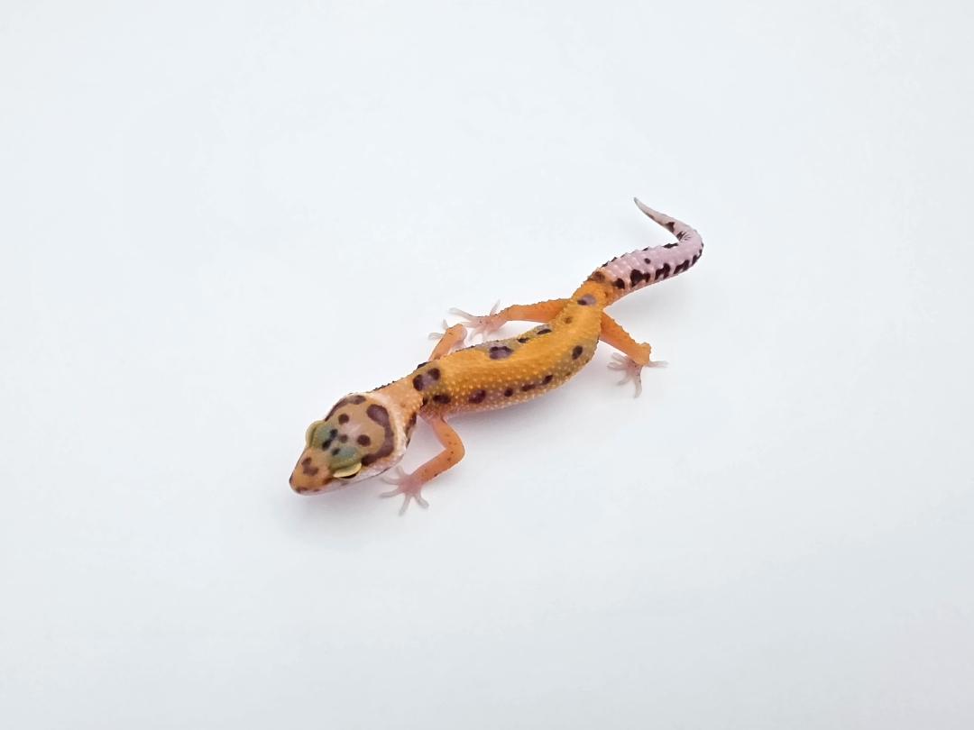 Eublepharis macularius, TSD femelle nÃ©e en 2025, "Bandit cross mandarin emerine reverse stripe bold", Nom/rÃ©fÃ©rence : BARTIADA