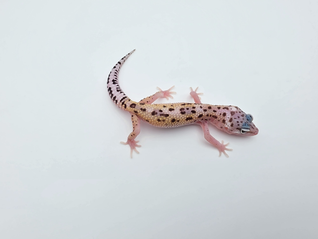 Eublepharis macularius, TSD femelle nÃ©e en 2025, "Bandit cross mack snow reverse stripe bold", Nom/rÃ©fÃ©rence : ANIA