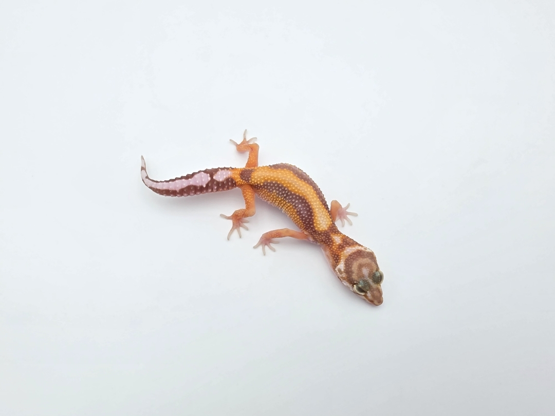 Eublepharis macularius, TSD femelle nÃ©e en 2025, "Bandit bold stripe lavender albinos (bell)", Nom/rÃ©fÃ©rence : CRAZYLIA