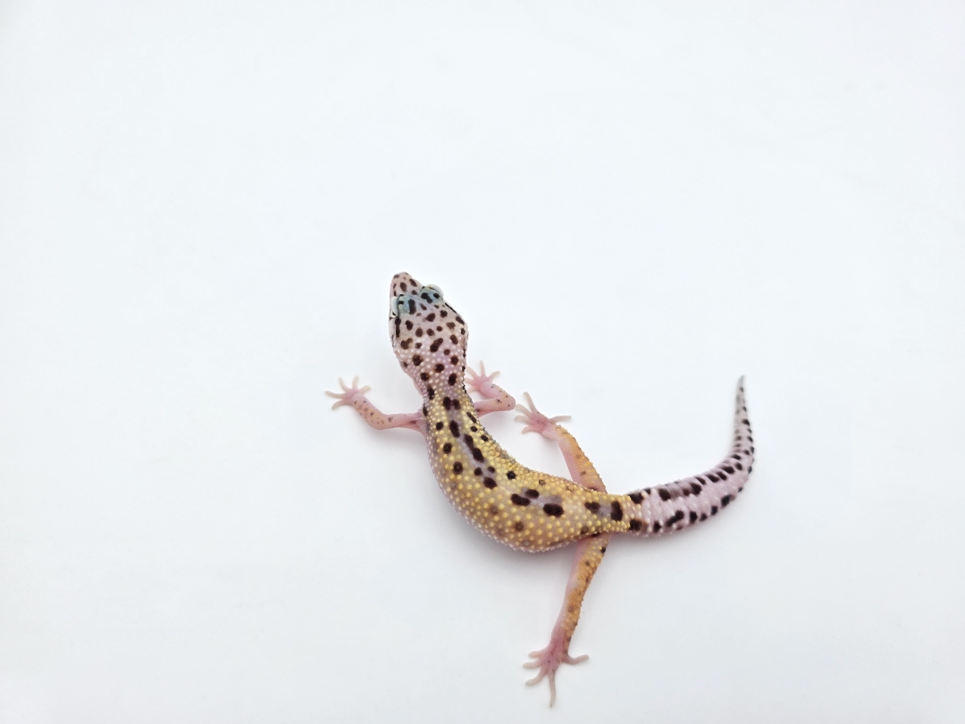 Eublepharis macularius, TSD femelle nÃ©e en 2025, "Bandit cross mack snow reverse stripe bold", Nom/rÃ©fÃ©rence : EZYA