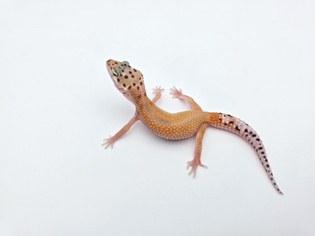 Eublepharis macularius, TSD femelle nÃ©e en 2025, "Bandit cross hypo electric emerine reverse stripe bold", Nom/rÃ©fÃ©rence : KILOWIA