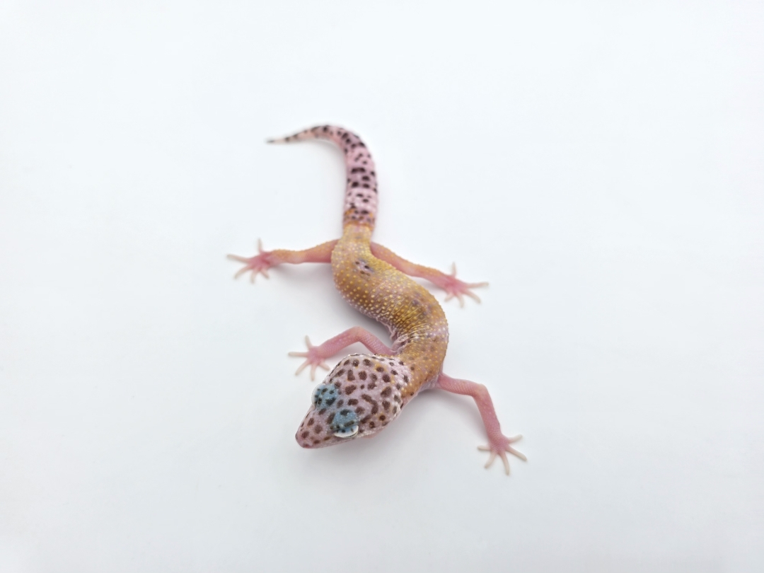 Eublepharis macularius, TSD femelle nÃ©e en 2025, "Bandit cross hypo mack snow tangerine jungle", Nom/rÃ©fÃ©rence : SALYA