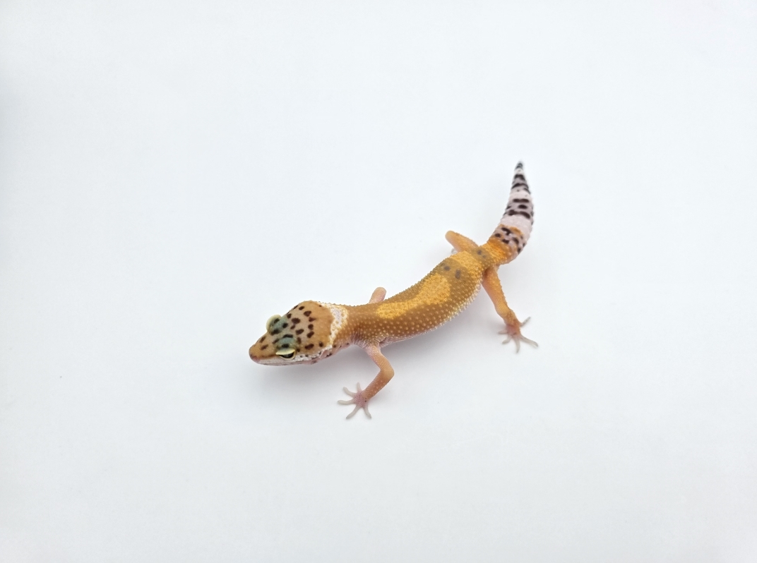 Eublepharis macularius, TSD femelle nÃ©e en 2025, "Electric emerine jungle", Nom/rÃ©fÃ©rence : CRAWIA