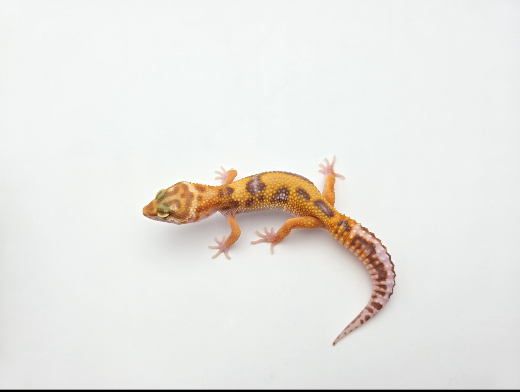 Eublepharis macularius, TSD femelle nÃ©e en 2025, "Bandit bold stripe lavender albinos (bell) electric line", Nom/rÃ©fÃ©rence : GWADIA